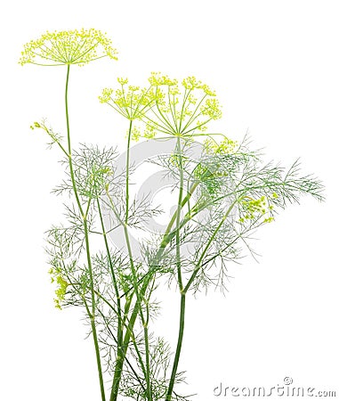 Close up shot of branch of fresh green dill herb leaves Stock Photo