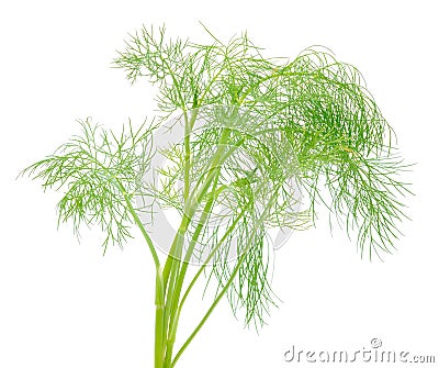 Close up shot of branch of fresh green dill herb leaves Stock Photo
