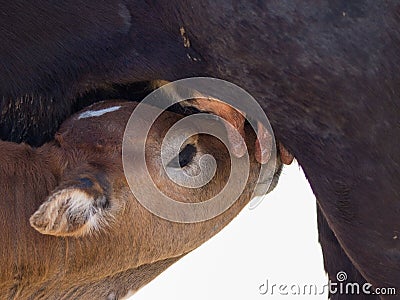 Close up shot of a brown calf (Bos taurus) drinking milk from its mother Stock Photo