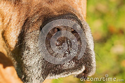 Old dogs nose up close Stock Photo