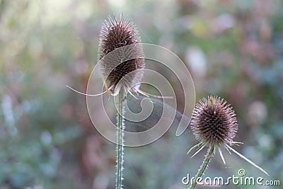 Close-up shot of brown thistles in a blur Stock Photo