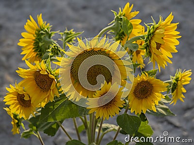 Close-up shot of a bunch of sunflowers under the sunlight Stock Photo