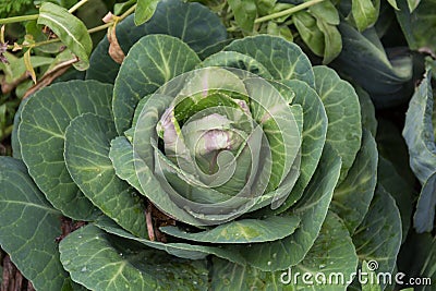 close up shot of a cabbage in the organic garden Stock Photo