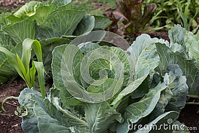 close up shot of a cabbage in the organic garden Stock Photo