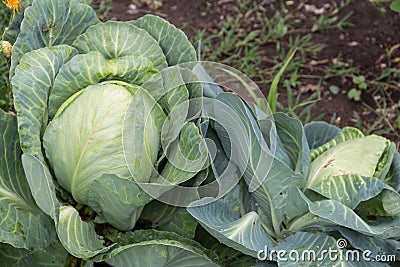 close up shot of a cabbage in the organic garden Stock Photo