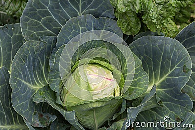 close up shot of a cabbage in the organic garden Stock Photo