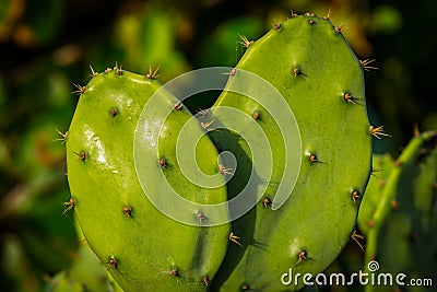 Close Up Shot of Cactus Leaves Stock Photo