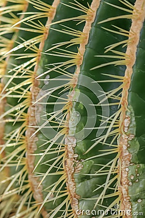 Close up shot of cactus plant Stock Photo