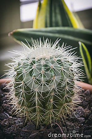 Close Up Shot Of A Cactus Plant Stock Photo