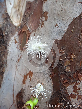 Nature's Surprise: Jaboticaba Blossoms on Trunk Stock Photo