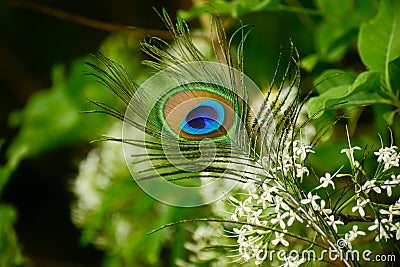 Close-up shot capturing the vividness of a peacock feather set against the backdrop of a delicate flower in nature Stock Photo