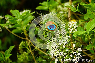 Close-up shot capturing the vividness of a peacock feather set against the backdrop of a delicate flower in nature Stock Photo