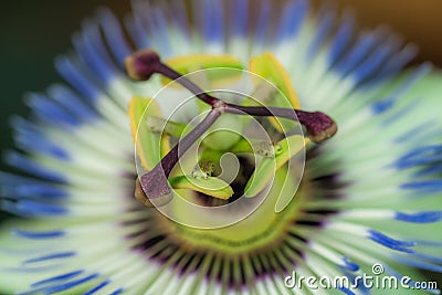 Centre of a bud of tropical flower Stock Photo