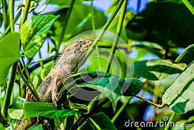 Close up shot of a Chameleon resting in the bushes Stock Photo