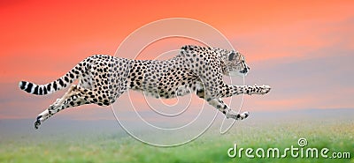 Cheetah run at beautiful sunset Stock Photo