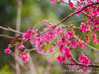 Close up shot of cherry flower blossom in Lou Lim Ioc Garden Stock Photo