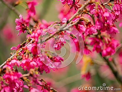Close up shot of cherry flower blossom in Lou Lim Ioc Garden Stock Photo