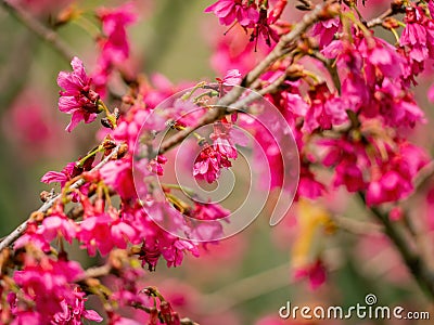 Close up shot of cherry flower blossom in Lou Lim Ioc Garden Stock Photo