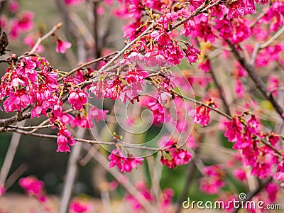 Close up shot of cherry flower blossom in Lou Lim Ioc Garden Stock Photo