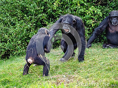 Close-up shot of chimpanzees in a wild nature Stock Photo