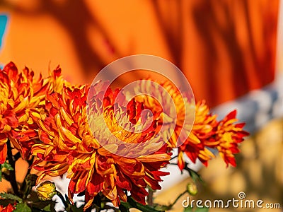 Close up shot of Chrysanthemum flower blossom in Lou Lim Ioc Garden Stock Photo