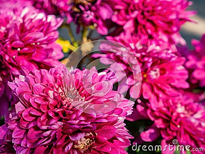 Close up shot of Chrysanthemum flower blossom in Lou Lim Ioc Garden Stock Photo