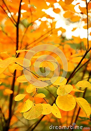 Close-up shot of Cotinus coggygria tree leaves in late autumn.. Stock Photo