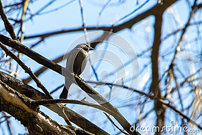 Close-up shot of an cowbird perched on a tree branch Stock Photo
