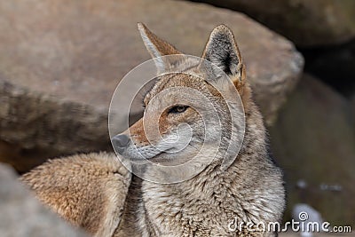 Close-up shot of a Coyote looking to the side with a rock stone background Stock Photo