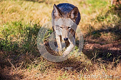 Close up shot of Coyote Stock Photo
