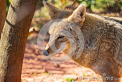 Close up shot of Coyote Stock Photo