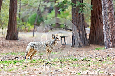 Close up shot of a Coyote in Yosemite National Park Stock Photo