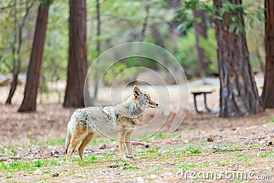 Close up shot of a Coyote in Yosemite National Park Stock Photo