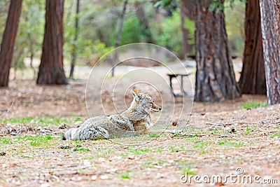 Close up shot of a Coyote in Yosemite National Park Stock Photo