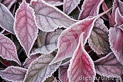 close-up shot of crisply frosted morning leaves Stock Photo