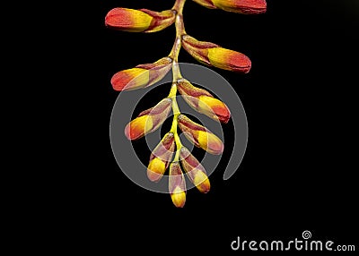 Close up shot of Crocosmia flower buds Stock Photo