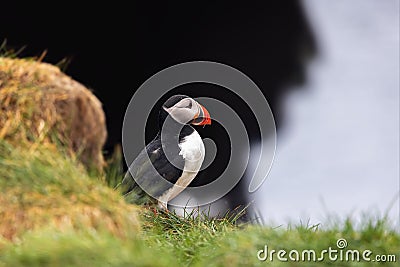 Cute Atlantic puffin bird in iceland northern shores Stock Photo