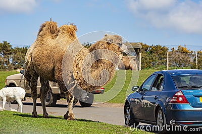 Close up shot of cute Bactrian camel in West Midland Safari Park Editorial Stock Photo