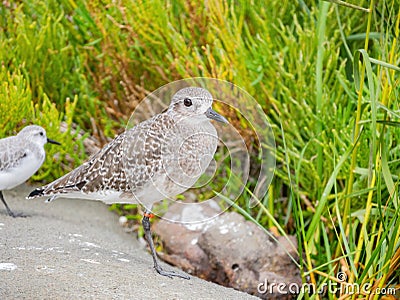 Close up shot of cute Grey plover Stock Photo