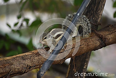 Close up shot of cute squirrel Stock Photo