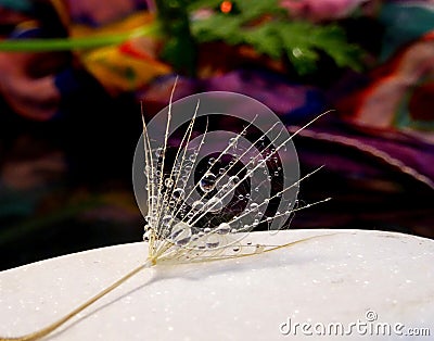 Nice part of dandeion seed with water drops - close up. Stock Photo