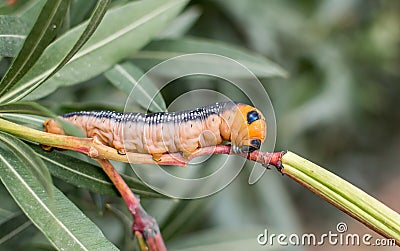 Close up shot of a Daphnis nerii pre pupal stage caterpillar on a oleander Stock Photo