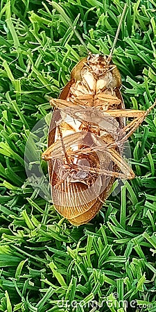 Tink`s Dead Roach On The Grass Stock Photo