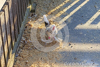 Close up shot of the decorative chicken. Farm Stock Photo