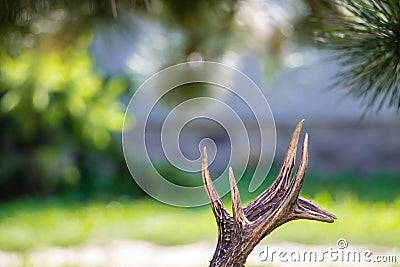 Close up shot of a deer antlers, selective focus, blurred background Stock Photo