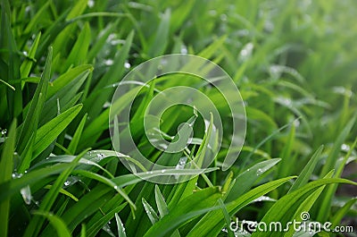 Close-up shot of dense grassy stems with dew drops. Macro shot of wet grass as background image for nature concep Stock Photo