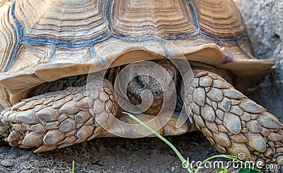 Close up shot of desert tortoise Gopherus agassizii and Gopherus morafkai, also known as desert turtles, are two species of Stock Photo