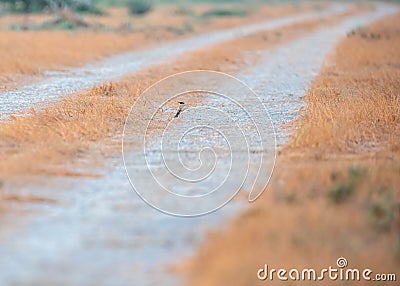 Close-up shot of a desert wheatear in the middle of a dirt road Stock Photo