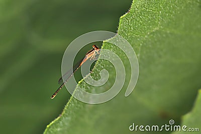 Close up shot of dragonfly on a leaf edge Stock Photo