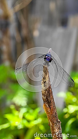 Close up shot of a dragonfly sitting on a dry tree. The black stream glider dragonfly or trithemis festiva. Stock Photo